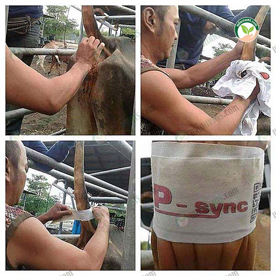 การเหนี่ยวนำวัว โดยการติดตั้ง อุปกรณ์เหนี่ยวนำแผ่น P-Sync บนโคเพศเมีย