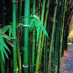 ต้นไผ่นำมาตกแต่งสวน เหมาะแก่การนำมาทำเป็นรั้วอย่างมาก