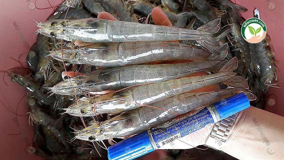 วิธีการเลี้ยงกุ้ง ได้กุ้งโตเร็ว ได้น้ำหนักมีคุณภาพ