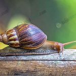 หอยทากมีคุณประโยชน์ในเรื่องเมือก แต่กับเป็นพืชที่ทำลายใบพันธุ์พืชได้เป็นอย่างดี