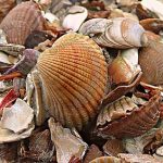 เปลือกหอยแครงและหอยแทบทุกชนิดเมื่อตายเเล้วนำมาเป็นเครื่องประดับตกแต่งได้