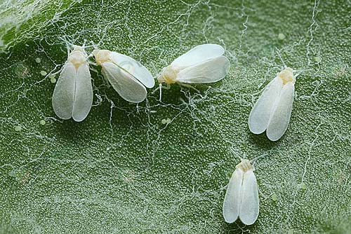 แมลงหวี่ขาวที่อันตรายต่อพืชผักสวนครัว ตัวดูดน้ำเลี้่ยง เป็นสาเหตุของโรคใบด่าง