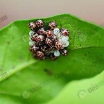 แมลงศัตรูพืช ที่สร้างความเสียหายให้กับพิชพันธุ์