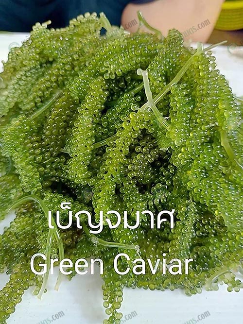 6.สาหร่ายพวงองุ่น จากเบ็ญจมาศ กรีนคาเวียร์