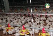การจัดการฟาร์มไก่เนื้อ ในโรงเรือนไก่เนื้อ