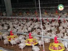 การจัดการฟาร์มไก่เนื้อ ในโรงเรือนไก่เนื้อ