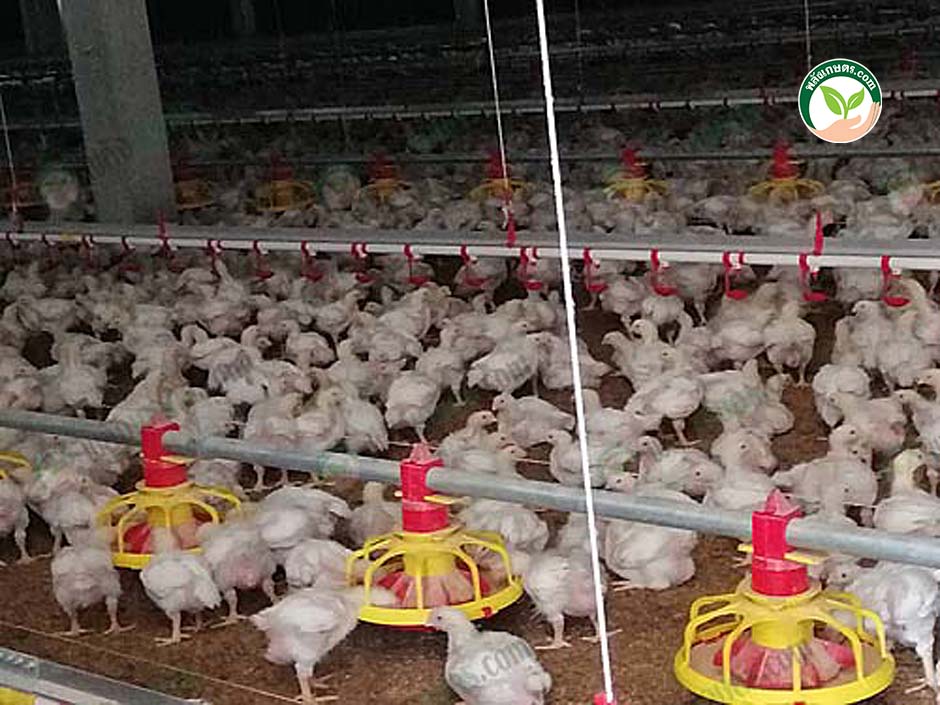 2.การจัดการฟาร์มไก่เนื้อ ในโรงเรือนไก่เนื้อ