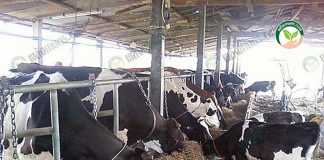 อาหารสำหรับวัวนม ใน ฟาร์มวัวนม