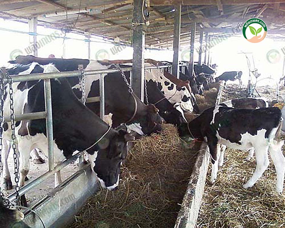 2.อาหารสำหรับวัวนม ใน ฟาร์มวัวนม