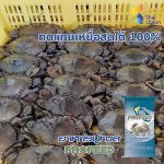 3.อาหารปูโปรฟีดทดแทนเหยื่อสดได้ 100%
