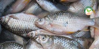 การเลี้ยงปลาตะเพียนขาว ได้ผลผลิตปลาตะเพียนขาวช่วยเพิ่มคุณภาพชีวิตให้กับเกษตรกรผู้เลี้ยงปลาได้อย่างมาก