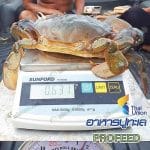 9.ปูพร้อมส่งลูกค้า