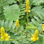 1.มะขามแขกพืชสมุนไพรอีกหนึ่งชนิดที่น่าจับตามอง