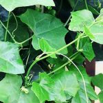 2.ตำลึง พืชยอดนิยมที่ดีต่อสุขภาพสำหรับคนเป็นโรคเบาหวาน