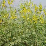 2.ปลูกง่าย และเติบโตได้ดีในสภาพอากาศที่ร้อน