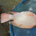 2.พ่อแม่พันธุ์ทับทิมเพชร