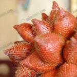 2.ระกำ ผลไม้ขึ้นชื่ออีกหนึ่งชนิดของภาคใต้