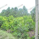 2.แปลงต้นแม่พันธุ์ชมพู่