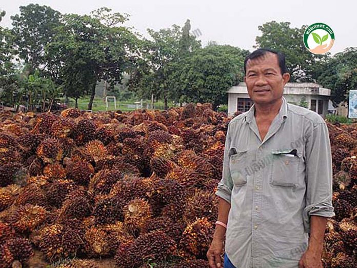 ตัดแต่งใบโดยใช้-เครื่องตัดปาล์ม-ผลผลิตประมาณ-20-ตันต่อเดือน ตัดแต่งใบโดยใช้-เครื่องตัดปาล์ม-ผลผลิตประมาณ-20-ตันต่อเดือน
