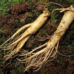 3.รากโสมเกาหลี ถือว่าเป็นสมุนไพรที่มีชื่อเสียงมาอย่างยาวนานไม่มีใครไม่รู้จัก