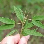 3.ใบอ่อนมะขามแขก