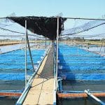 4.บ่ออนุบาลลูกปลานิลและปลาทับทิม