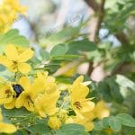 5.ดอกมะขามแขก