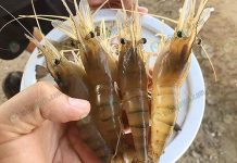 พันธุ์กุ้งก้ามกราม ใหม่ “ไทย-มาโคร” โตไว ตัวใส สีสวย เนื้อเยอะ ก้ามทอง 100% พันธุ์กุ้งก้ามกราม ไทย-มาโคร ตัวใส สีสวย เนื้อเยอะ