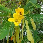 6.มะขามแขกใช้ได้ทั้งใบและฝัก