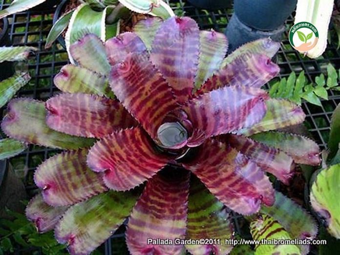 การขยายพันธุ์สับปะรดสี การขยายพันธุ์สับปะรดสี