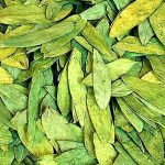 7.ใบมะขามแขกสมุนไพรชั้นดีตัวช่วยในเรื่องบรรเทาอาการต่างๆ