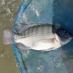 พ่อแม่พันธุ์ศรีนิล