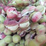 มะขามเทศ ของขึ้นชื่อในภาคใต้และภาคตะวันออก