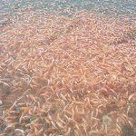 ลูกปลาทับทิมเพชร