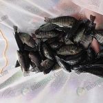 ลูกปลาศรีนิล