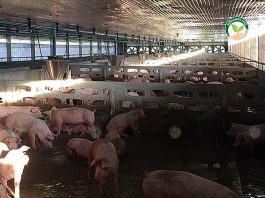 การเลี้ยงหมูขุน ได้ลูกหมูโตไว สุขภาพดี