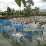 4.ให้เป็ดเล่นน้ำบ่อยขึ้น แต่ต้องไม่มากเกิน