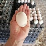 5.คุณภาพไข่ดี ฟองใหญ่