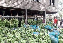 ปลูกกล้วยหอมทอง “ท่ายาง” ปลูกง่าย โรคน้อย ตลาดมั่นคงกว่าชนิดอื่น ปลูกกล้วยหอมทอง รอจำหน่ายผลผลิต
