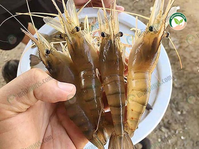 พันธุ์กุ้งก้ามกราม ไทย-มาโคร ตัวใส สีสวย เนื้อเยอะ พันธุ์กุ้งก้ามกราม ไทย-มาโคร ตัวใส สีสวย เนื้อเยอะ