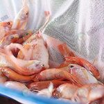 พันธุ์ปลาทับทิม “ทับทิมเพชร”