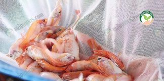 พันธุ์ปลาทับทิม “ทับทิมเพชร”