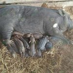 7.แม่พันธุ์หมูป่า