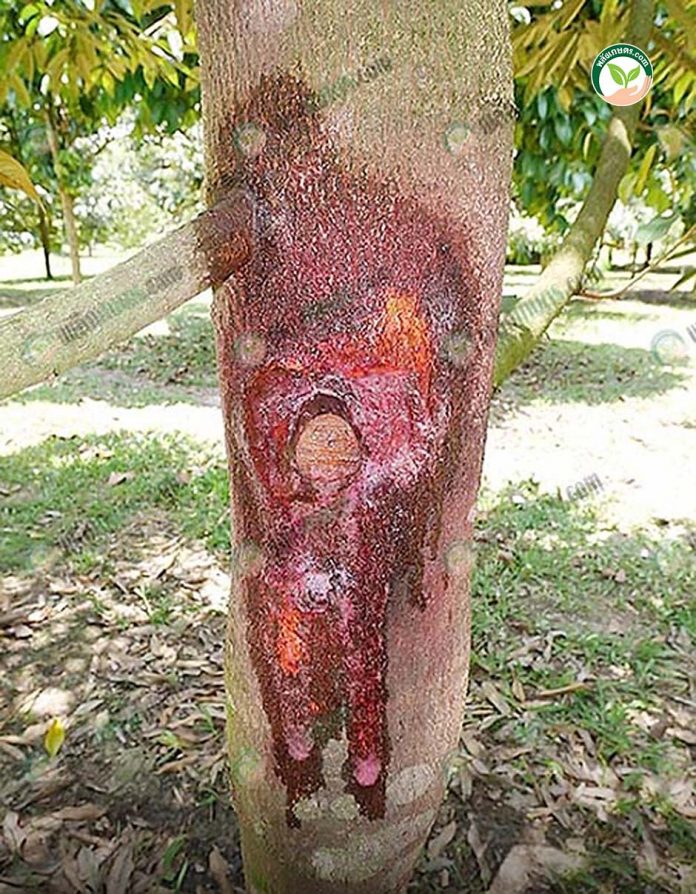 โรครากเน่าโคนเน่าทุเรียน พิสูจน์แล้ว ปราบเชื้อได้ผลจริง ด้วย “พีค รูทเตอร์” โรครากเน่าโคนเน่าทุเรียน พิสูจน์แล้ว ปราบเชื้อได้ผลจริง ด้วย “พีค รูทเตอร์”