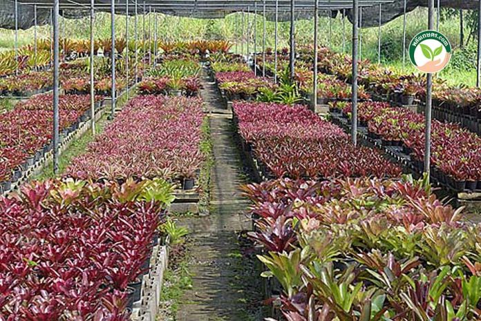 โรงเรือนใน สวนสับปะรดสี โรงเรือนใน สวนสับปะรดสี