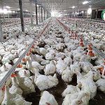 ฟาร์ม เลี้ยงไก่ประกันราคา