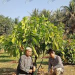 2.อ.สมจิตร กับ ดร.โต ผู้นำสายพันธุ์โกโก้มาให้ 12 เดือน ออกดอก