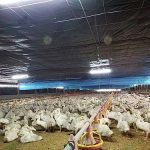 2.โรงเรือนเป็ด