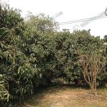 3.บรรยากาศภายในสวน