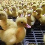 3.ลูกเป็ดแข็งแรง โตเร็ว